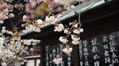 Pilates Around the World: Peak Pilates® in Japan