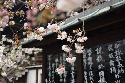 Pilates Around the World: Peak Pilates® in Japan